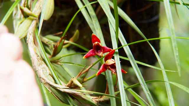 Orquigonia hunderte Orchideen an den Bäumen
