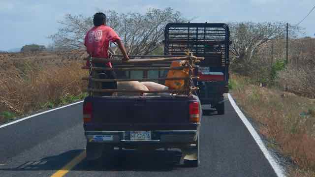 hinter dem Schweinetransport