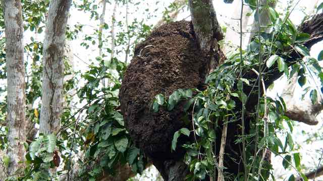 ein Termitenbau im Baum