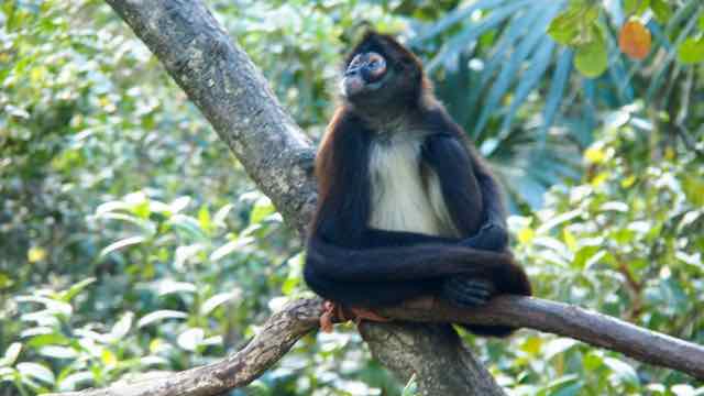 im Belize Zoo die Affen sind Frei!
