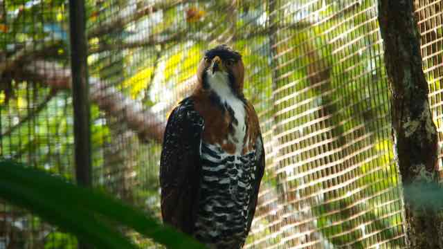 im Belize Zoo