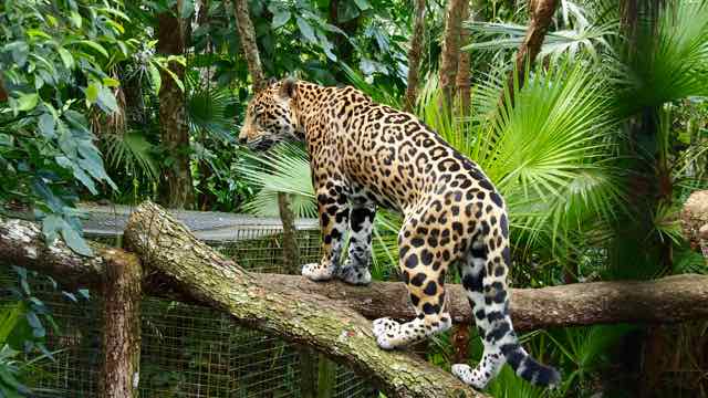 im Belize Zoo der Leopard - 3000 leben noch in Belize!