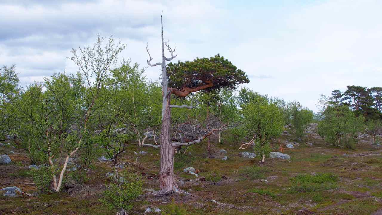 Stabbursdalen Nationalpark