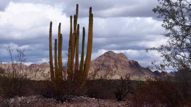 Im Organ Pipe Cactus National Monument