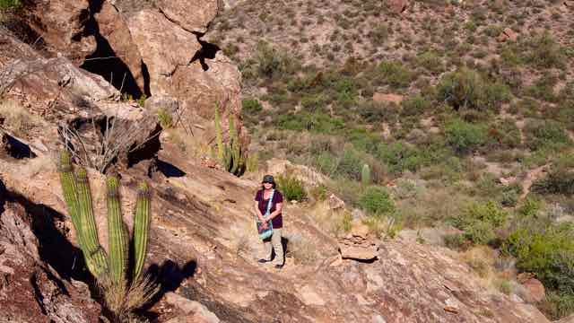 Im Organ Pipe Cactus National Monument