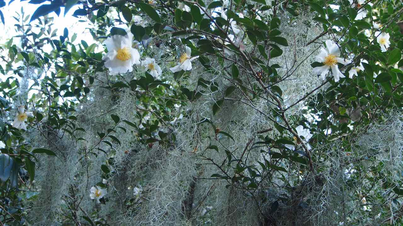 Magnolia Plantage