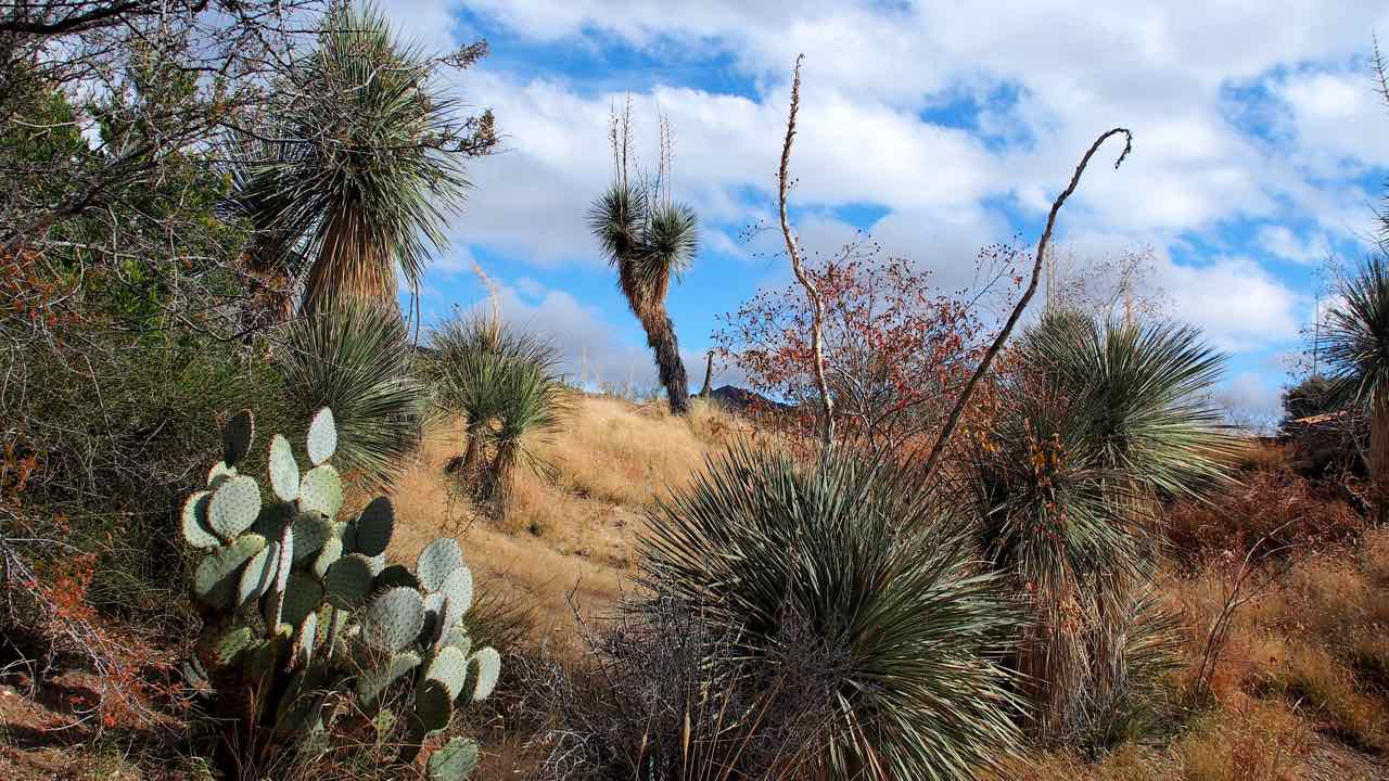 Saguaro East Nationalpark