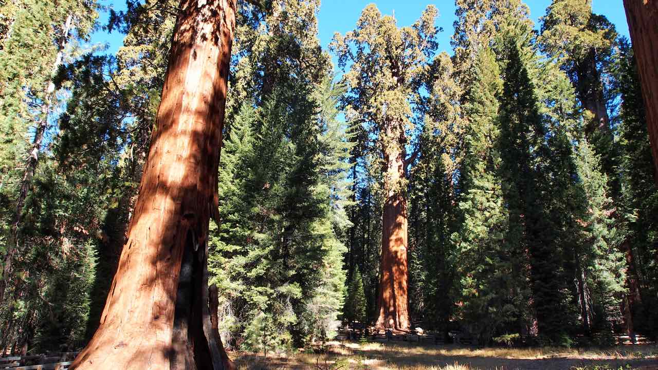 der Sequoia Nationalpark