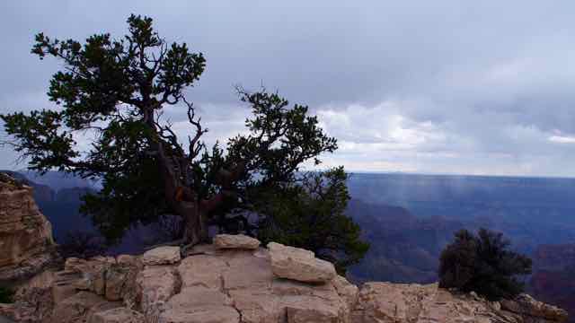 Grand Canyon - der North Rim