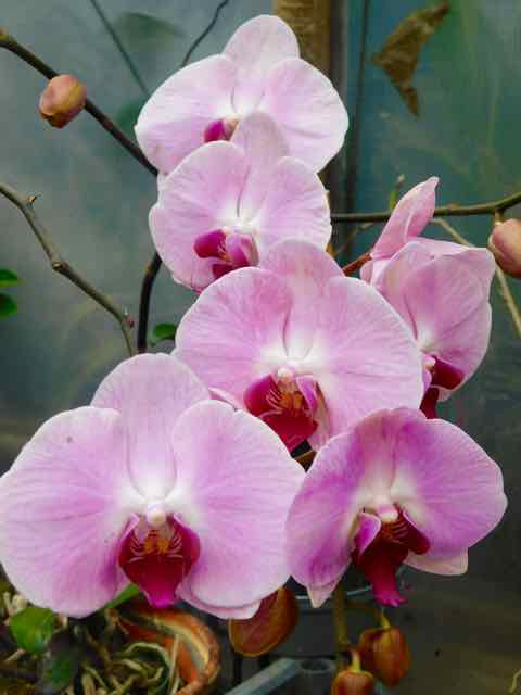 Santa Elena bei den Orchideen
