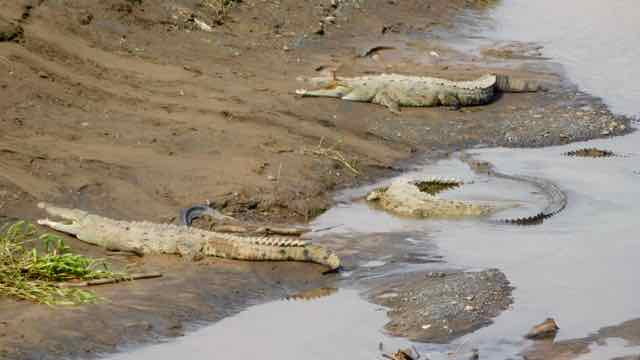 die Krokodile im Rio Grande