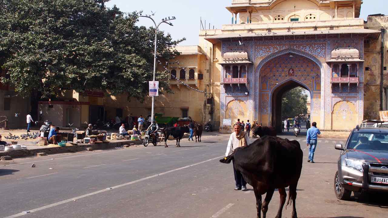 in Jaipur