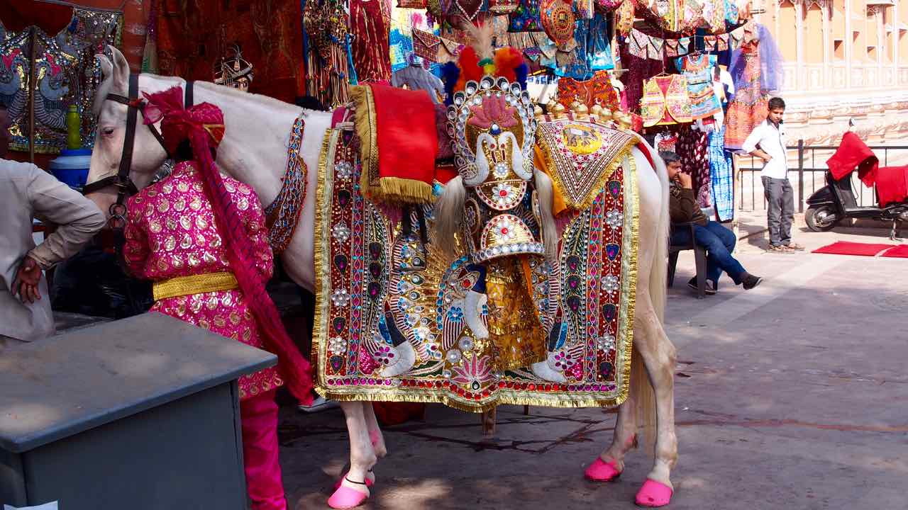 in Jaipur - ein Hochzeitspferd